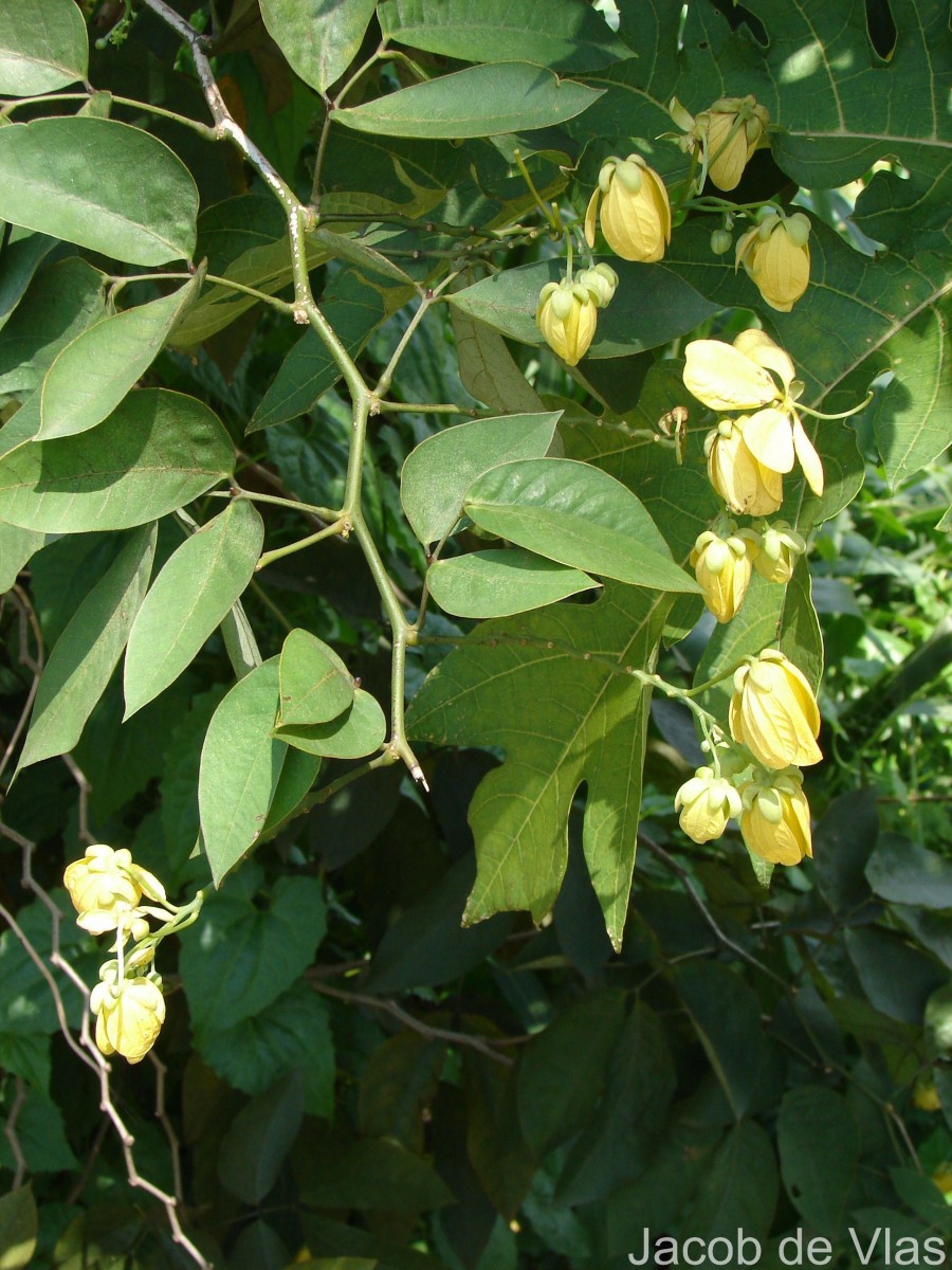 Senna bacillaris (L.f.) H.S.Irwin & Barneby